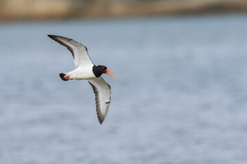 Wall Mural - Eurasian oystercatcher (Haematopus ostralegus) at the beach

