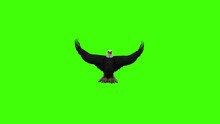 3D Bald American Eagle Flying Loop Animation On Green Screen, Bald Eagle Flapping Its Wings On Chroma Key, White-headed North American Eagle That Includes Fish Among Its Prey. Most Common In Alaska