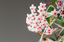 Hoya Carnosa Krimson Queen Wax Plant Bloom