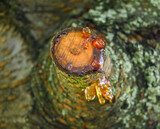 Fototapeta  - Krople żywicy wypływające z pnia drzewa po obcięciu gałęzi 