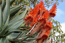 Orange Aloe Flowers Against Blue Sky