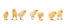 Newborn Group Yellow Chicks Hatching  Isolated On White Background