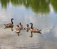 A Group Of Geese Swimming In The Water Of The Lake.