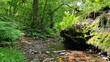 Bach im grünen Wald, Wald und Bach, Video, Natur Video