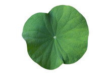 Lotus Leaf Isolate Collection Of On Transparent Background PNG File