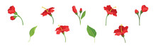 Tropical Red Hibiscus Flower With Green Leaf And Stem Vector Set
