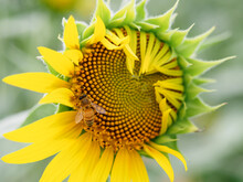 蜜蜂と向日葵