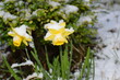 Blooming snow-covered daffodils in the garden, close-up