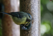A Baby Blue Tit Bird Looking For Food On A Birdfeeder At A Nature Reserve