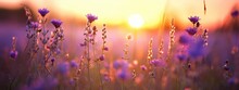 Art Wild Flowers In A Meadow At Sunset. Macro Image, Shallow Depth Of Field. Abstract August Summer Nature Background