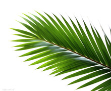 Palm Leaf Isolated On White Background.