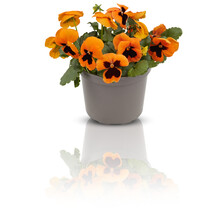 Pansy Flowers In Full Bloom Bushes In Pots Decorate The Balcony Primrose Primula Flowers In Full Bloom Bushes In Pots Decorate The Balcony Cut Out Isolated Transparent Background