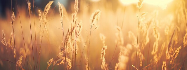 Wall Mural - Wild grass in a forest clearing at sunset. Macro image, shallow depth of field. Abstract background of summer and autumn nature. vintage filter