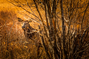 Derr hiding behind bushes well camouflaged