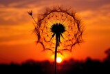 Fototapeta Dmuchawce - dandelion seed head silhouette during sunset