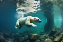 Polar Bear Swimming Underwater In Crystal Clear Arctic Water