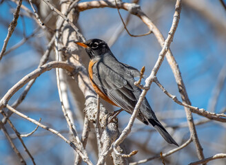 Wall Mural - american robin