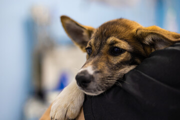 The veterinarian holds a frightened homeless puppy in his arms and tries to calm him down. The cute puppy clung to the doctor in fear. A homeless puppy was in a veterinary clinic for the first time.