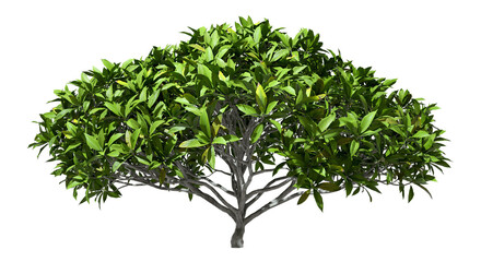 Wall Mural - Realistic tree shrub green foliage on transparent backgrounds 3d render png