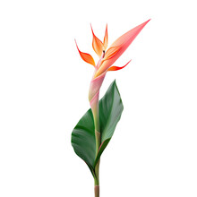 Heliconia Flower In Bloom On Transparent Background