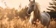 Portrait Of Beautiful White Arabian Horse On A Natural Green Farm Background, Sunlight, Golden Hour, AI Generated