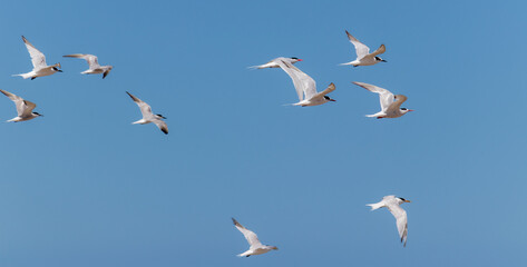 Wall Mural - The beauty of the Yellow-billed tern found in Barra de Tramandaí in Rio Grande do Sul, Brazil.	