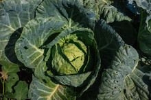 Fresh Green Cabbage Grows In The Garden. Large Cabbage Leaves . Gardening And Agriculture. Bright Sunlight.