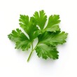 A vibrant parsley on a clean white background created with Generative AI technology