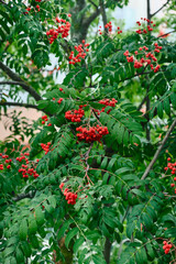 Wall Mural - Rowan on a branch. Red rowan. Rowan berries on rowan tree. Sorbus aucuparia.