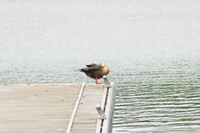 Cute Lovely Brown Duck On The Dock