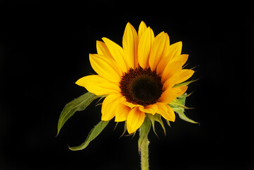 Wall Mural - Helianthus against black