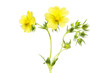 Yellow potentilla flowers