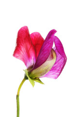 Wall Mural - Sweet pea flower