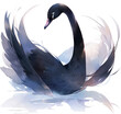 Black Swan watercolor illustration on white background. Hand drawn illustration