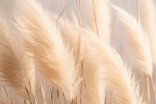 Abstract Natural Background Of Soft Plants Cortaderia Selloana. Pampas Grass On A Blurry Bokeh, Dry Reeds Boho Style. Fluffy Stems Of Tall Grass. Ai Generative
