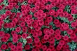 Rotblühendes Chrysanthemenbeet im Oktober
