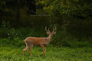 Wall Mural - big buck crossing a meadow