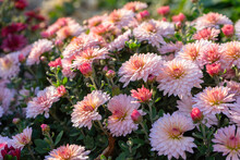 Fresh Bright Blooming Pink Chrysanthemums Bushes In Autumn Garden Outside In Sunny Day. Flower Background For Greeting Card, Wallpaper, Banner, Header.