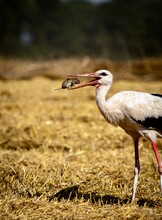 Yellow Billed Stork Catching Mouse