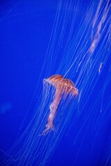 Wall Mural - jellyfish