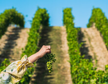 Woman's Hand Holding A Bunch Of Grapes With Orderly Rows Of Grapes Ripening In The Glow Of The Setting Sun And The Mountainous Terrain Of Southern France.
