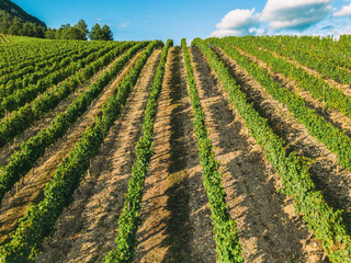 Wall Mural - Tidy rows of grapes ripening in the glow of the setting sun and mountainous terrain in southern France.