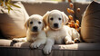 golden retriever puppies in the sofa. home pet