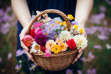 Woman's Hands As She Holds A Straw Basket, Filled To The Brim With A Vibrant Array Of Multicolored Wildflowers, Meadow Comes Alive With The Beauty Of Nature On Sunny Day In Spring