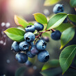 Beautiful blueberry berries with leafs on natural forest smooth background