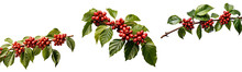 Red Coffee Beans On A Tree Branch Collection , Raw Coffee Beans On A Tree Branch Elegant Illustration Isolated Transparent Background, PNG , Generative AI