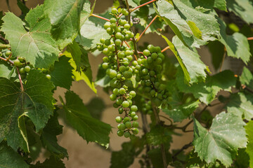 Grape leaves in the vineyard. Grapes with ripening berry clusters on a sunny day. A bunch of unripe green grapes ripening on a branch of grapes, a vine of grapes with green berries.