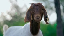 Closeup Of A Goat Looking Towards The Camera With The Sun Behind It In A Natural Environment In The Background