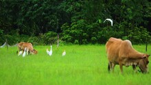 Cows Grazing At Grass Field Alongside Cattle Egret In Asia, Bangladesh. Ecosystem. Forest In The Background. One Egret Bird Fly Away