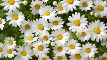 Beautiful Group Of Daisy Flowers Background